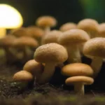Hongos en la producción de biocombustibles: un papel clave