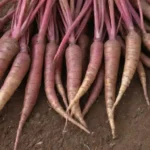 Cultivos de raíz prosperan en paisajes áridos con colores vibrantes y agricultura sostenible