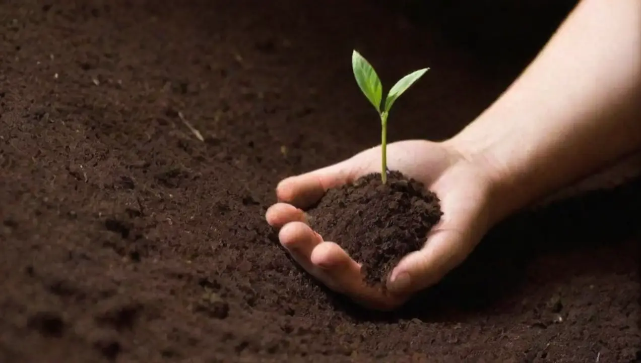 Nutrición del Suelo: Clave para el Crecimiento Saludable de Estrategias para Mejorar la Cosecha de Cultivares Agrícolas