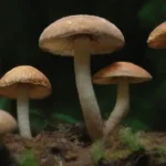 Etapas y Métodos en la Investigación Micológica: Un Análisis Total