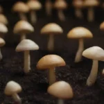 Impacto de la investigación en la industria de hongos