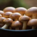 Precauciones al manipular calor en cultivos de hongos