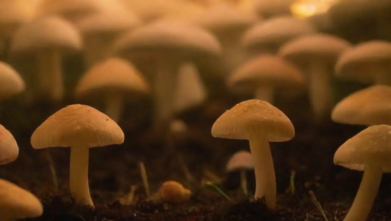 Ventajas de la iluminación LED en el cultivo de hongos de Merece la pena invertir en luz LED para el cultivo de hongos