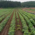 Qué prácticas de cultivo sustentable se pueden aplicar