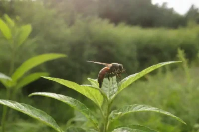 Ecología vibrante con crecimiento sostenible y control de plagas