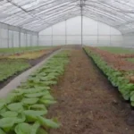 Planificación a largo plazo de invernaderos para hongos