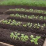 Pasos para cultivar: selección de semillas
