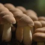 Sustratos ideales para cultivar y hacer crecer champiñones