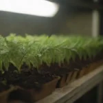Qué tipo de inóculo es más rentable para cultivo casero
