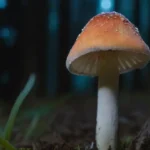 Temperatura nocturna y su influencia en el crecimiento de hongos