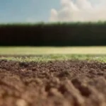 Efecto del sustrato en la efectividad del inóculo agrícola