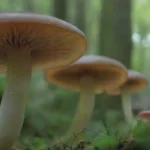 Futuro de los hongos en biotecnología: aplicaciones y avances