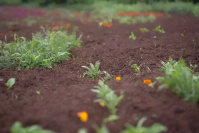 Plantas coloridas y diversidad agrícola promueven un ecosistema saludable y crecimiento sostenible