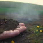 Hongos: aliados en la lucha contra la contaminación ambiental