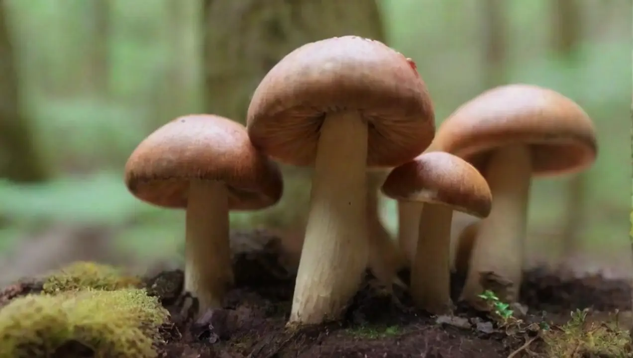 Tipos de hongos medicinales para cultivar de Cómo hacer un curso de cultivo de hongos medicinales