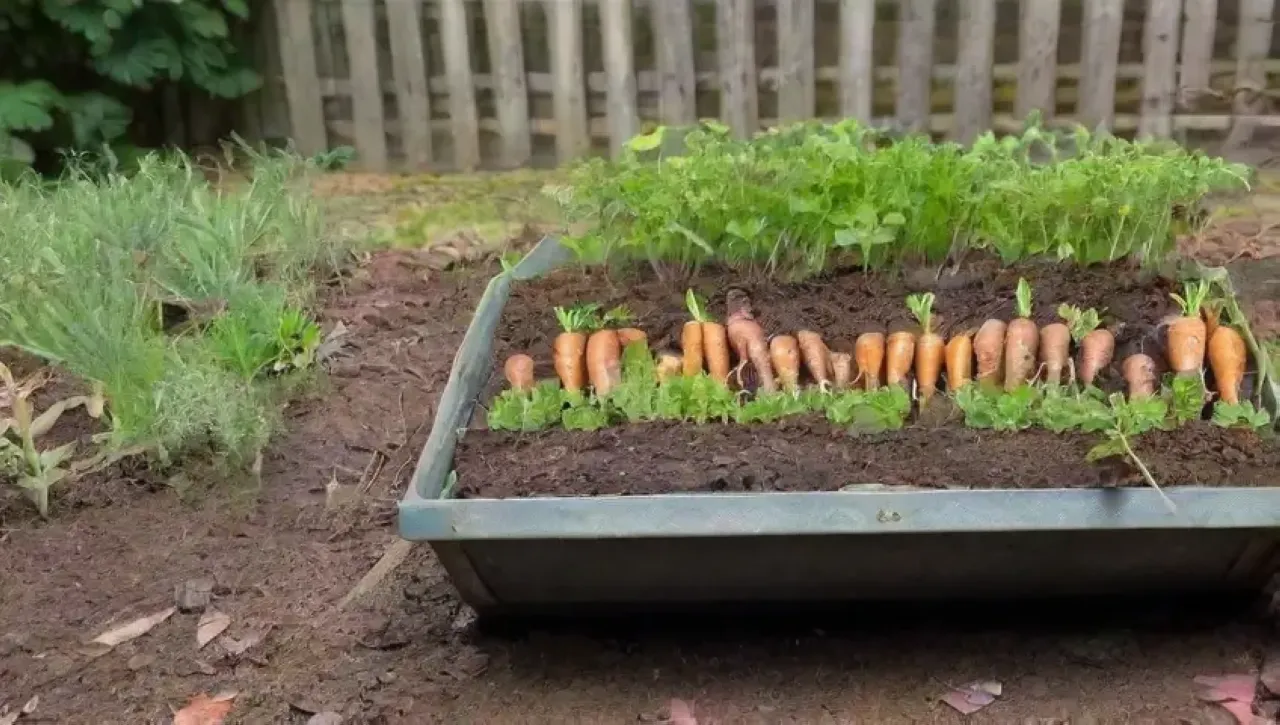 Un jardín vibrante con zanahorias, flores, herramientas y un espantapájaros
