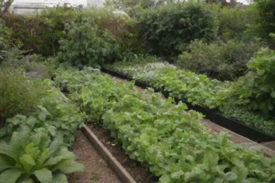 Un pequeño jardín urbano con plantas verdes y vegetales vibrantes fomenta la sostenibilidad y la biodiversidad