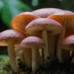 El potencial de los hongos en la economía circular