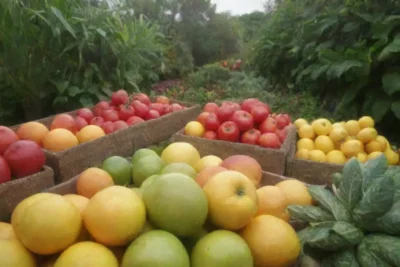 Jardín vibrante con frutas frescas y herramientas sostenibles