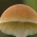 Impacto de la polinización en el ciclo vital de los hongos