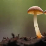 Condiciones esenciales para la germinación de esporas