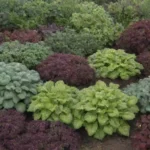 Variedades de plantas resistentes al frío y consejos de jardinería
