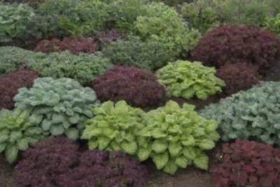 Variedades de plantas resistentes al frío y consejos de jardinería