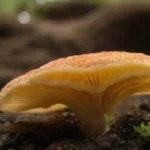 Cómo afectan las condiciones del sustrato a los hongos