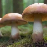 Hongos más rentables en fructificación para cultivadores expertos