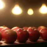Qué tipo de luz se necesita durante la fructificación