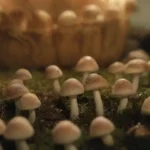 Cómo involucrar a la comunidad en el cultivo de hongos