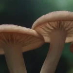 Síntomas comunes de las enfermedades por hongos en humanos