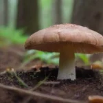 Qué hongos benefician el suelo donde se cultivan