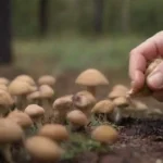Cómo cosechar hongos durante la fructificación