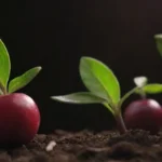 Tiempo y condiciones de crecimiento de un cultivar específico