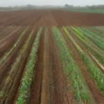Beneficios de la Diversificación en Invernaderos Agrícolas