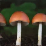 Cuáles son las variedades de hongos para exportar