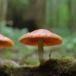 El papel de los hongos en la creación de redes comunitarias