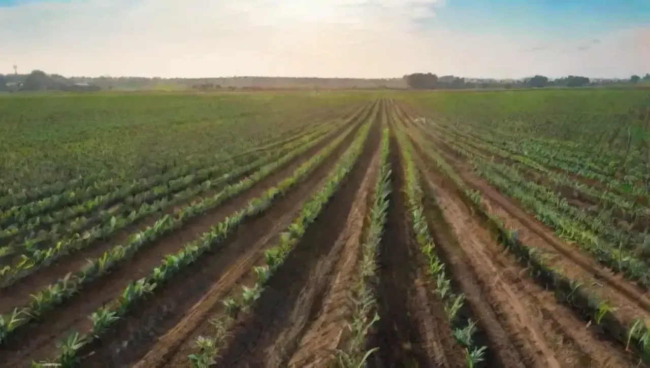 Un vasto campo verde bajo un cielo azul, con drones sobrevolando, un agricultor observando la tecnología y la promesa de la cosecha