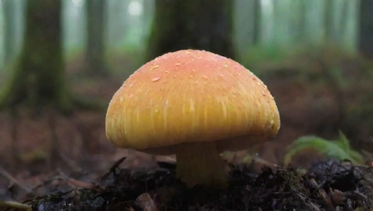 La humedad y su impacto en la recolección de hongos de Cómo afecta el clima a la recolección de hongos