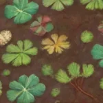 cuáles son las raíces de las plantas que más se benefician