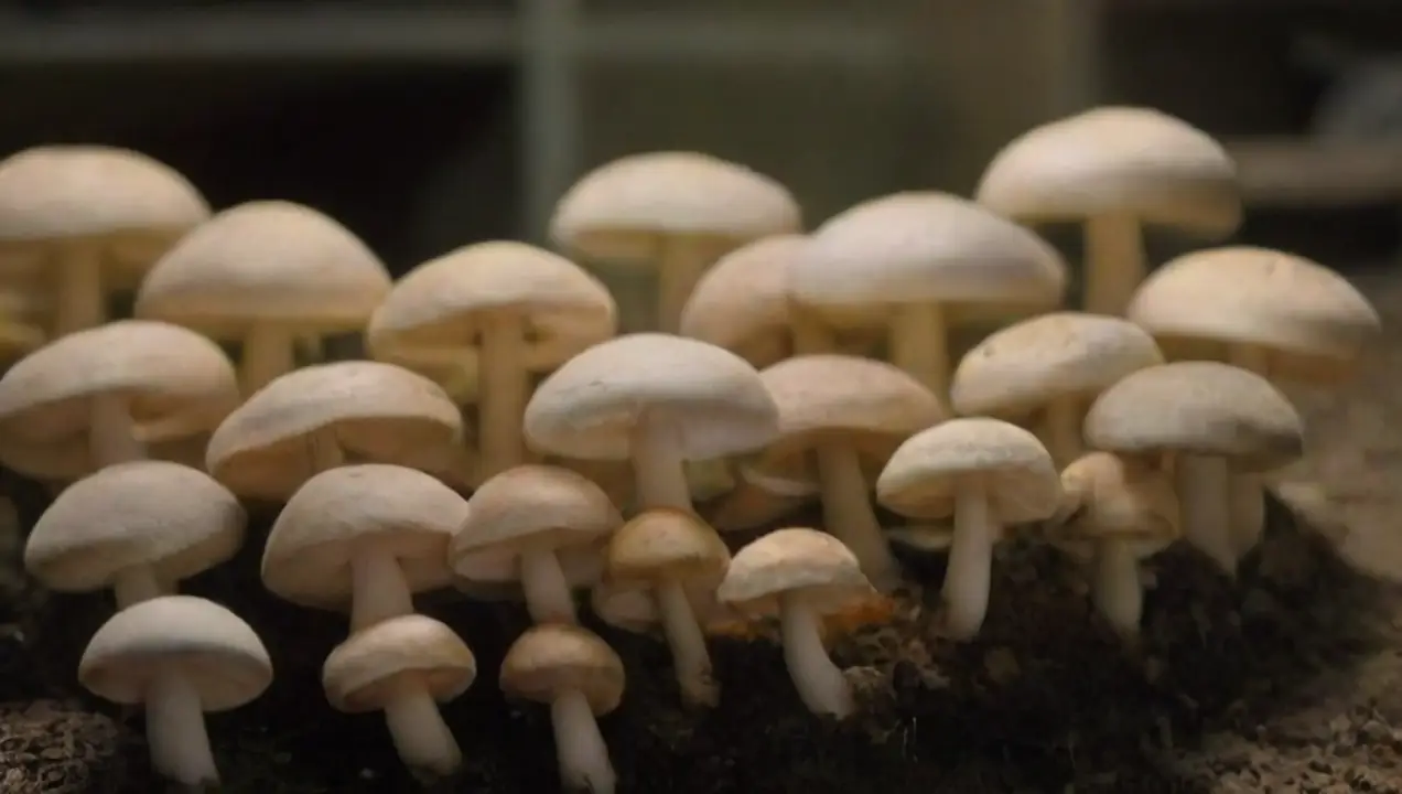 Espacio y condiciones para el cultivo de Cómo calcular el costo del cultivo de hongos en casa