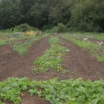 Prácticas agroecológicas para mejorar la salud del suelo y la biodiversidad