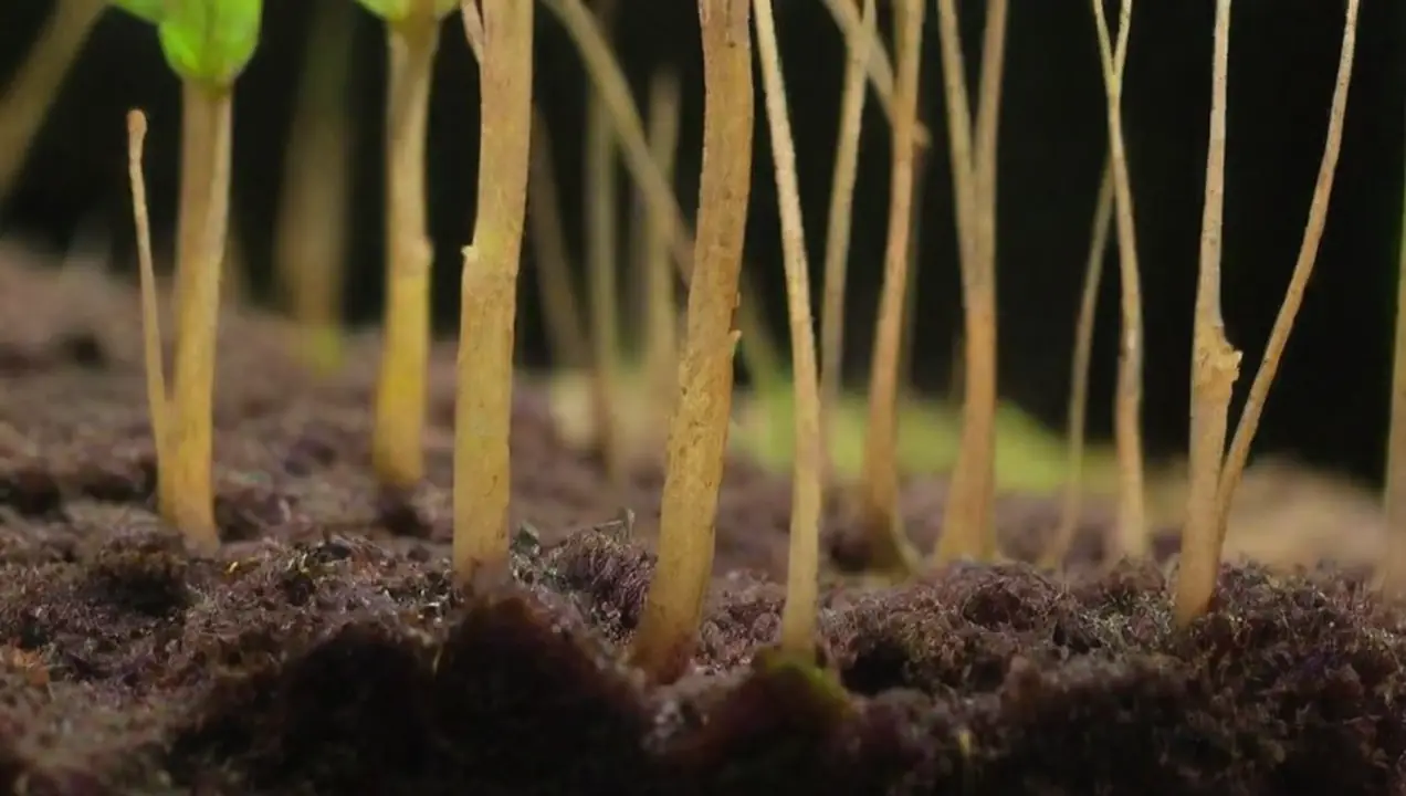 Relaciones simbióticas: los hongos micorrícicos de Importancia de los hongos en la sostenibilidad agrícola
