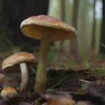 Mejor momento y claves para recolectar hongos silvestres