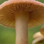 Fertilización líquida para hongos: beneficios y métodos clave