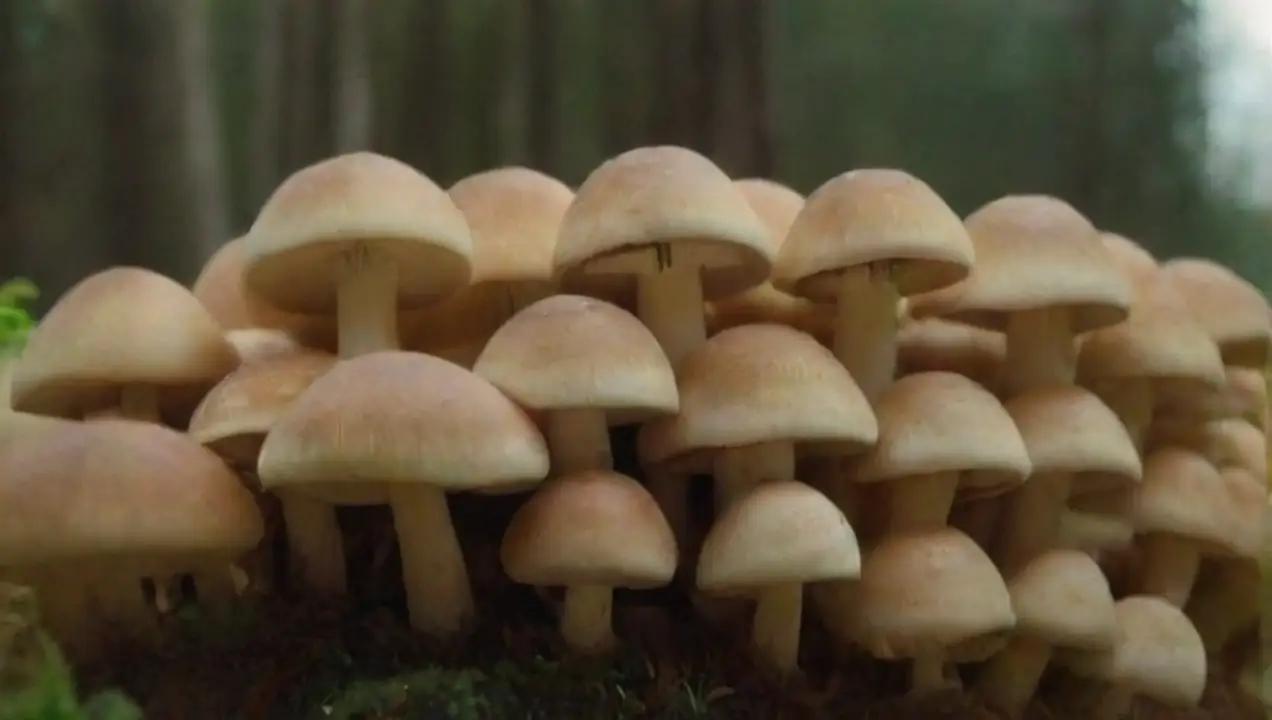Hongos y el cambio climático de Investigación sobre hongos y su papel en la crisis ambiental