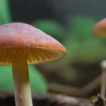 El uso de hongos en la producción de biocombustibles