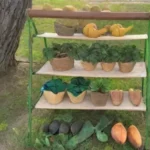 Cómo cosechar aguacates correctamente sin dañarlos