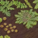 cómo fían las plantas sobre el carbono orgánico del suelo